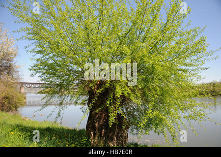 Salix alba d'argento, Willow, pollard Foto Stock