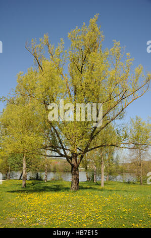 Salix alba, argento willow Foto Stock