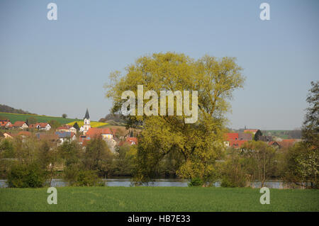 Salix alba, argento willow Foto Stock