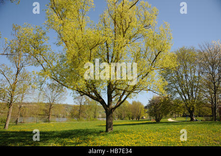 Salix alba, argento willow Foto Stock