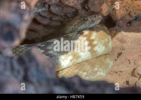 Nero orientale-tailed Rattlesnake, (Crotalus ornatus), in corrispondenza di una fossa in central New Mexico, negli Stati Uniti. Foto Stock