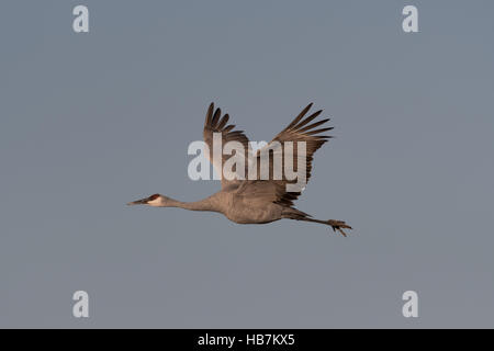 Flying maggiore Sandhill gru, (Grus canadensis tabida), Ladd S. Gordon Waterfowl Management Area, Nuovo Messico, Stati Uniti d'America. Foto Stock