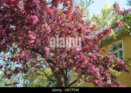 Malus x moerlandsii profusione, Crabapple Foto Stock