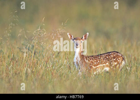 Daini fawn in tarda estate Foto Stock