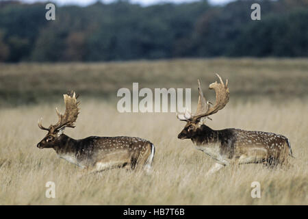 Daini combattimenti bucks Foto Stock