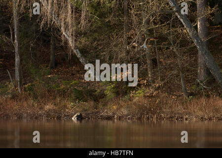 Western Osprey / Fischadler ( Pandion haliaetus ) la caccia a un lago in Svezia, in Scandinavia, in tipico che circonda, l'ambiente. Foto Stock