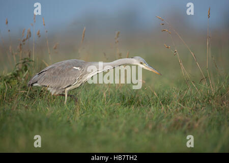 Airone cenerino / Graureiher ( Ardea cinerea ), caccia in alta vegetazione, dintorni naturali di un prato umido, alla ricerca di cibo. Foto Stock