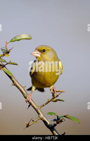 Verdfinch europeo ( Carduelis chloris ), uccello maschio, arroccato su un ramo spinoso, guardando intorno con attenzione, vista frontale, fauna selvatica, Europa. Foto Stock