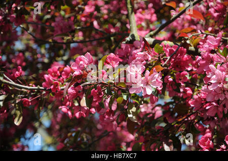 Malus x moerlandsii profusione, Crabapple Foto Stock