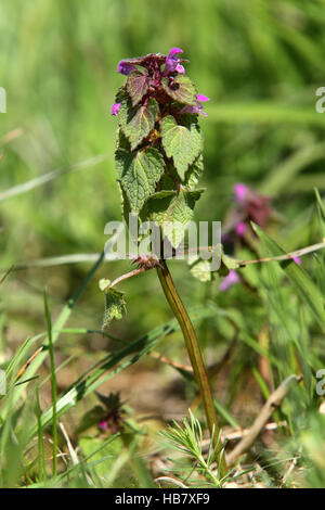 Viola Deadnettle, Lamium purpureum Foto Stock