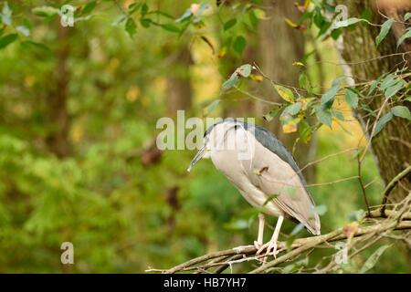 Nero notte incoronato heron in appoggio sugli alberi. Foto Stock