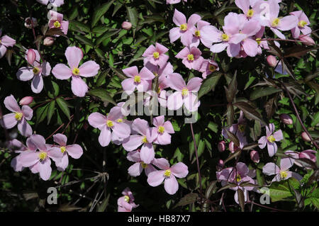 La clematide montana Rubens, Anemone clematis Foto Stock