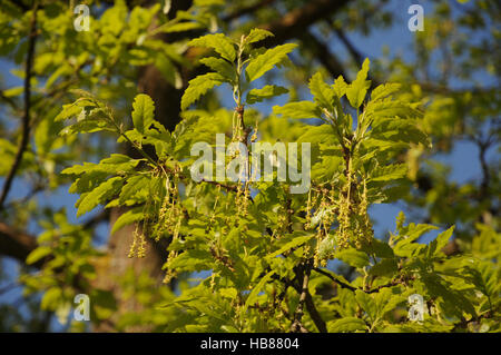 Quercus cerris, Cerro Foto Stock