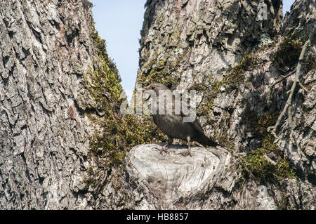 Tordo Bottaccio appollaiato su albero Foto Stock