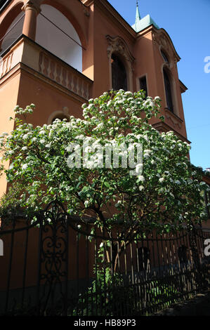 Viburnum lantana, Wayfaring tree Foto Stock