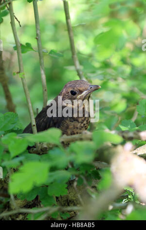 Giovane Merlo, Turdus merula Foto Stock