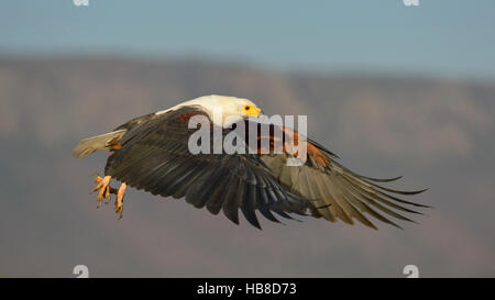 African fish eagle (Haliaeetus vocifer) in volo, Zimanga Riserva Privata, KwaZulu-Natal, Sud Africa Foto Stock