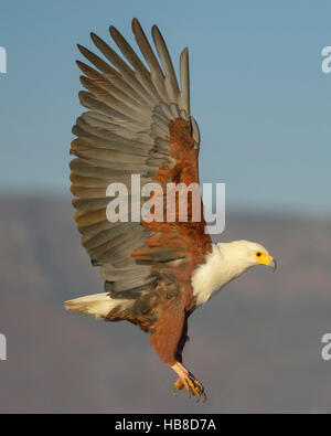 African fish eagle (Haliaeetus vocifer) in volo, Zimanga Riserva Privata, KwaZulu-Natal, Sud Africa Foto Stock