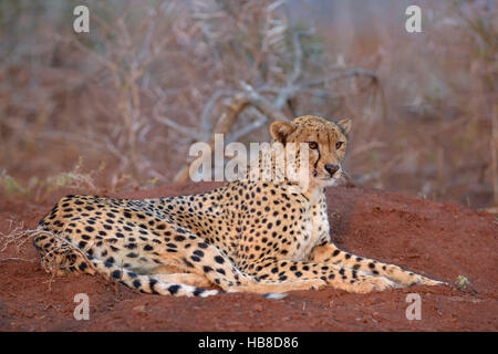 Appoggio femmina adulta ghepardo (Acinonyx jubatus), Zimanga Riserva Privata, KwaZulu-Natal, Sud Africa Foto Stock