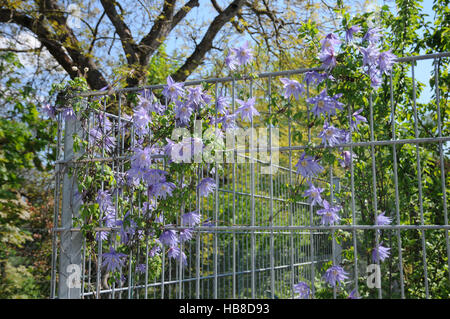 La clematide alpina, clematide alpina Foto Stock