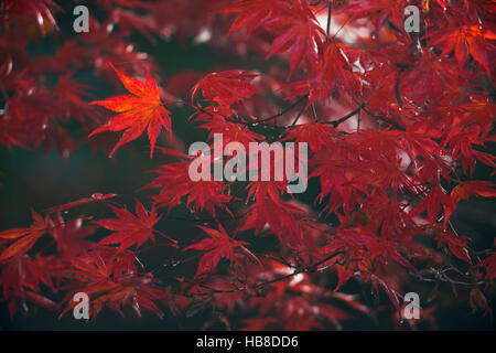 Acero giapponese (Acer palmatum) rosso con foglie di autunno, Trompenburg varietà, Emsland, Bassa Sassonia, Germania Foto Stock