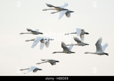 Bewick's cigni (Cygnus bewickii), gregge in volo, Emsland, Bassa Sassonia, Germania Foto Stock