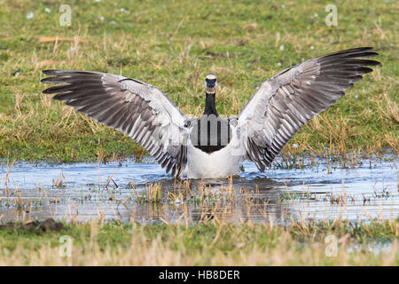 Barnacle goose (Branta leucopsis) sbattimento ali, Frisia orientale, Germania Foto Stock