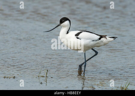 Pied avocet (Recurvirostra avosetta) passeggiate in acque poco profonde, Neusiedler See-Seewinkel National Park, Burgenland, Austria Foto Stock