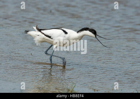 Pied avocet (Recurvirostra avosetta) passeggiate in acque poco profonde, Neusiedler See-Seewinkel National Park, Burgenland, Austria Foto Stock