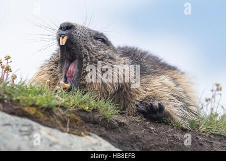 Alpine marmotta (Marmota marmota), sbadigli, Alti Tauri Parco Nazionale della Carinzia, Austria Foto Stock