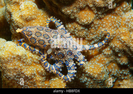 Maggiore blu-inanellati polpo (Hapalochlaena lunulata), velenosa, Parco Nazionale di Bunaken, Sulawesi, Celebes mare oceano Indiano Foto Stock