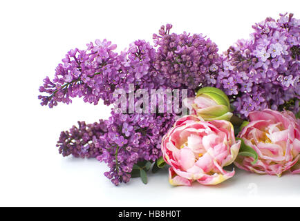 Tulipani rosa e viola e lilla. Foto Stock