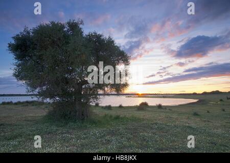 Tramonto a Dehesa de Abajo, parco nazionale di Donana, Sevilla, Spagna Foto Stock