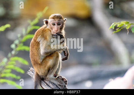scimmia di cofano Foto Stock