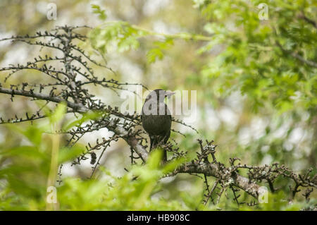 Tordo Bottaccio appollaiato sul ramo di albero Foto Stock