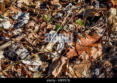 Foglie che cadono sulla Scenic autunno foresta in Mont Royal, Montreal, Canada Foto Stock