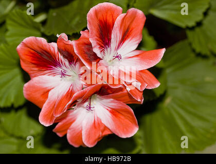 Geranio Pelargonium spec. Foto Stock