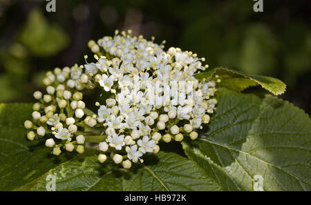Wayfaring tree Viburnum lantana Foto Stock
