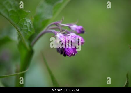 Fiori di Comfrey comune Foto Stock