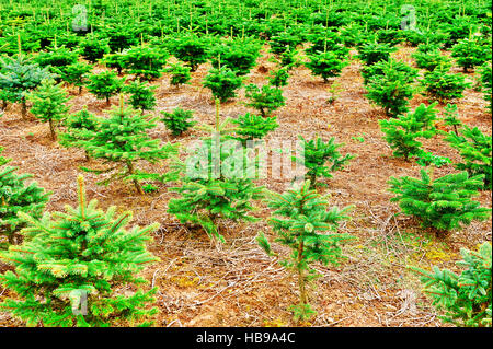 Abete rosso Foto Stock