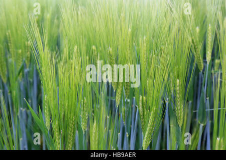 Orzo, hordeum Foto Stock