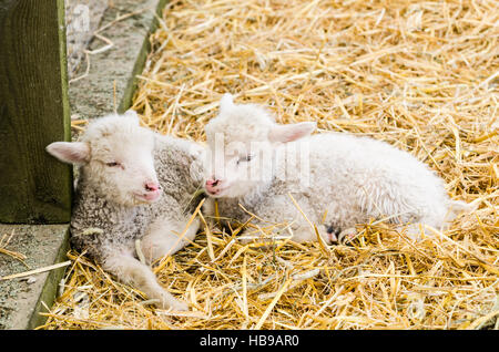 Due little lamb dormire sulla paglia Foto Stock