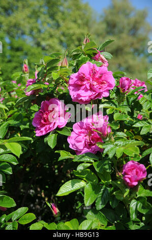 Rosa rugosa, Rugosa rose Foto Stock