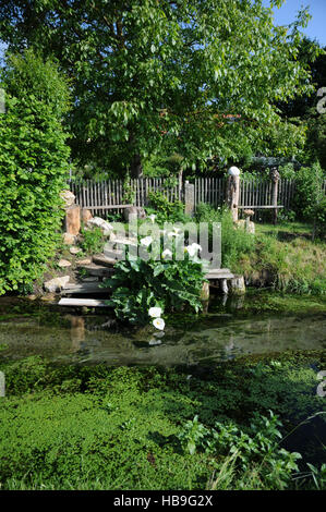 Zantedeschia aethiopica, Calla Lily Foto Stock