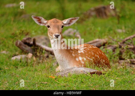 Giovane cervo in appoggio in campo di piccole dimensioni Foto Stock