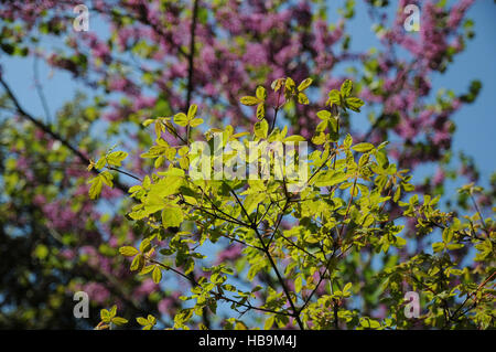 Acer griseum, Paperbark maple Foto Stock