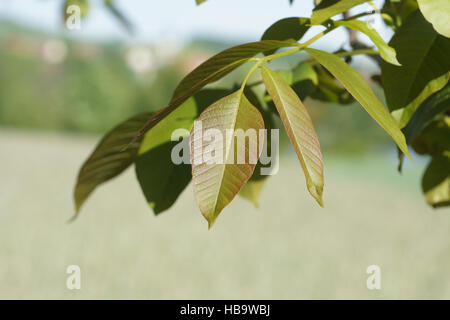 Juglans regia, Noce, foglie Foto Stock