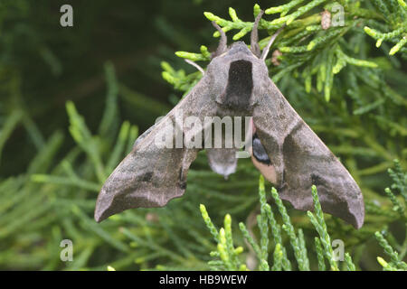 Dagli occhi di Falco-lepidottero Foto Stock