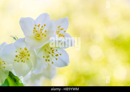 Blooming jasmine bush, close-up Foto Stock