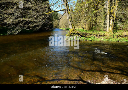 Fiume Wutach, Foresta Nera, Germania Foto Stock